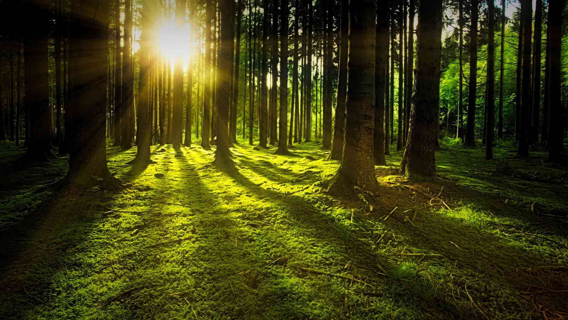 Photo de forêt - THUILLIEZ Gabriel à Cranves-Sales (Broyage Branche vers Annemasse) 