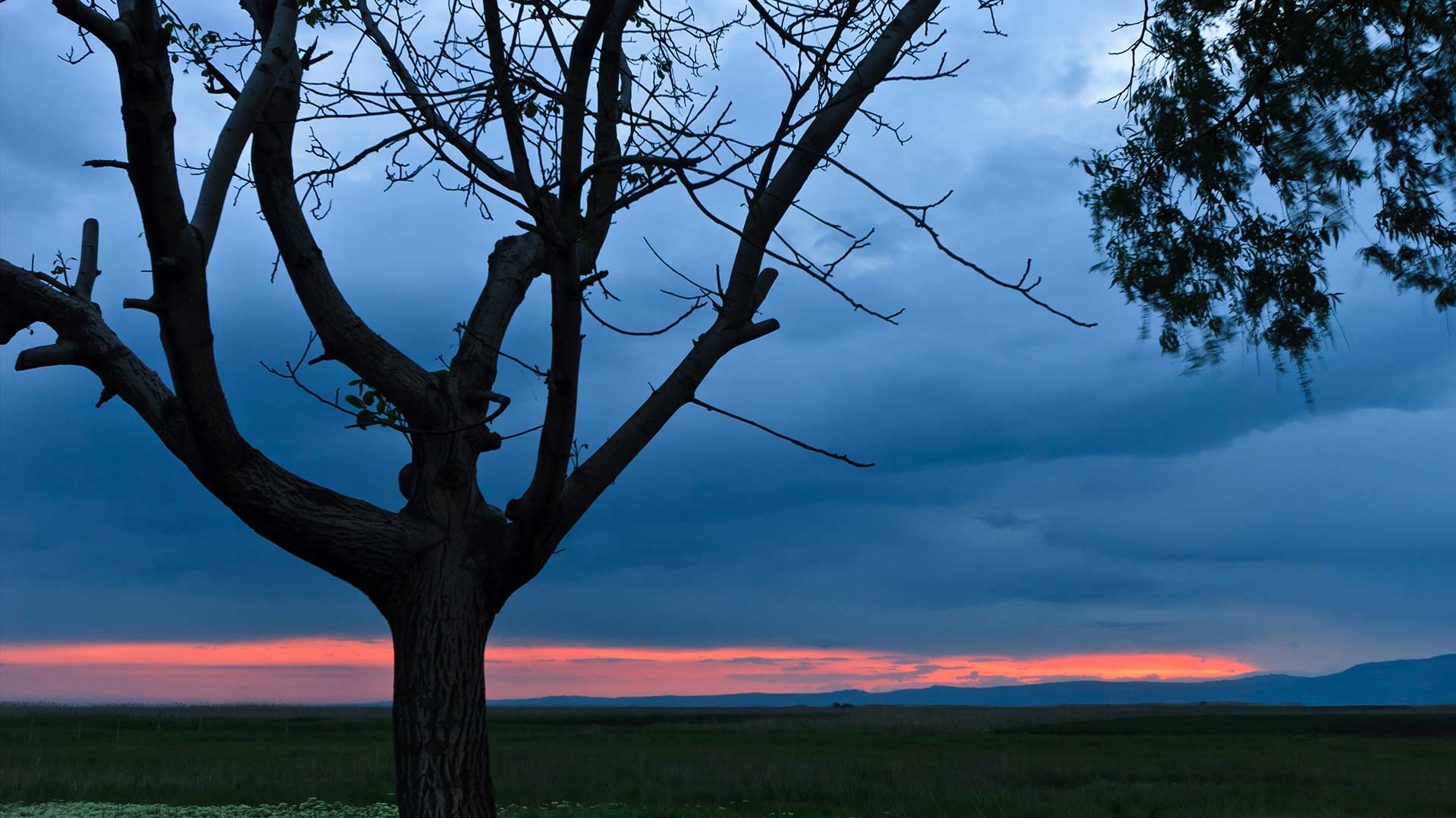 Arbre sur fond de ciel couvert - THUILLIEZ Gabriel à Cranves-Sales (Élagage Arbre vers Le Genevois) 