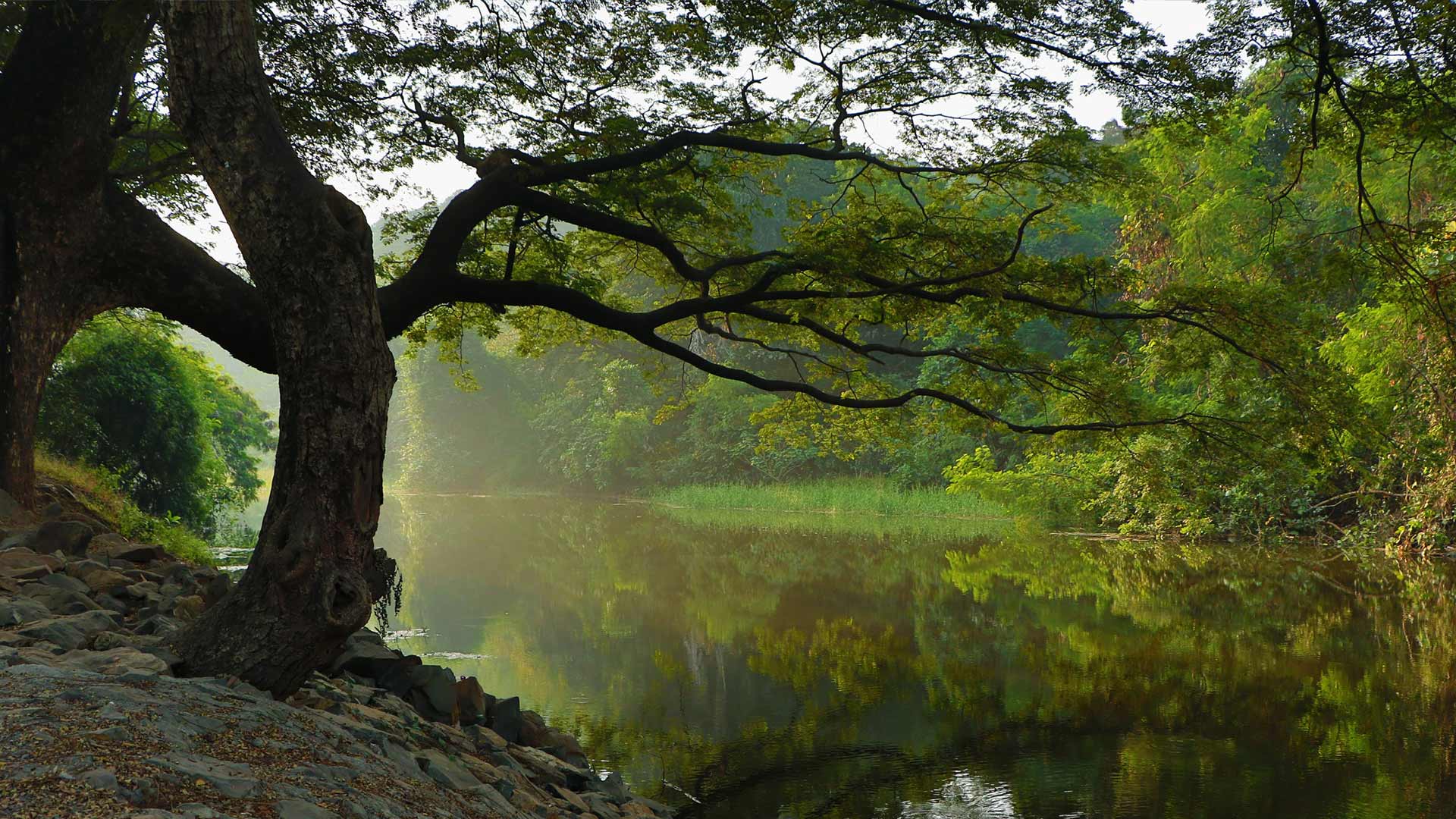 Un arbre prêt d'un étang THUILLIEZ Gabriel à Cranves-Sales (Broyage Branche vers Le Chablais) 